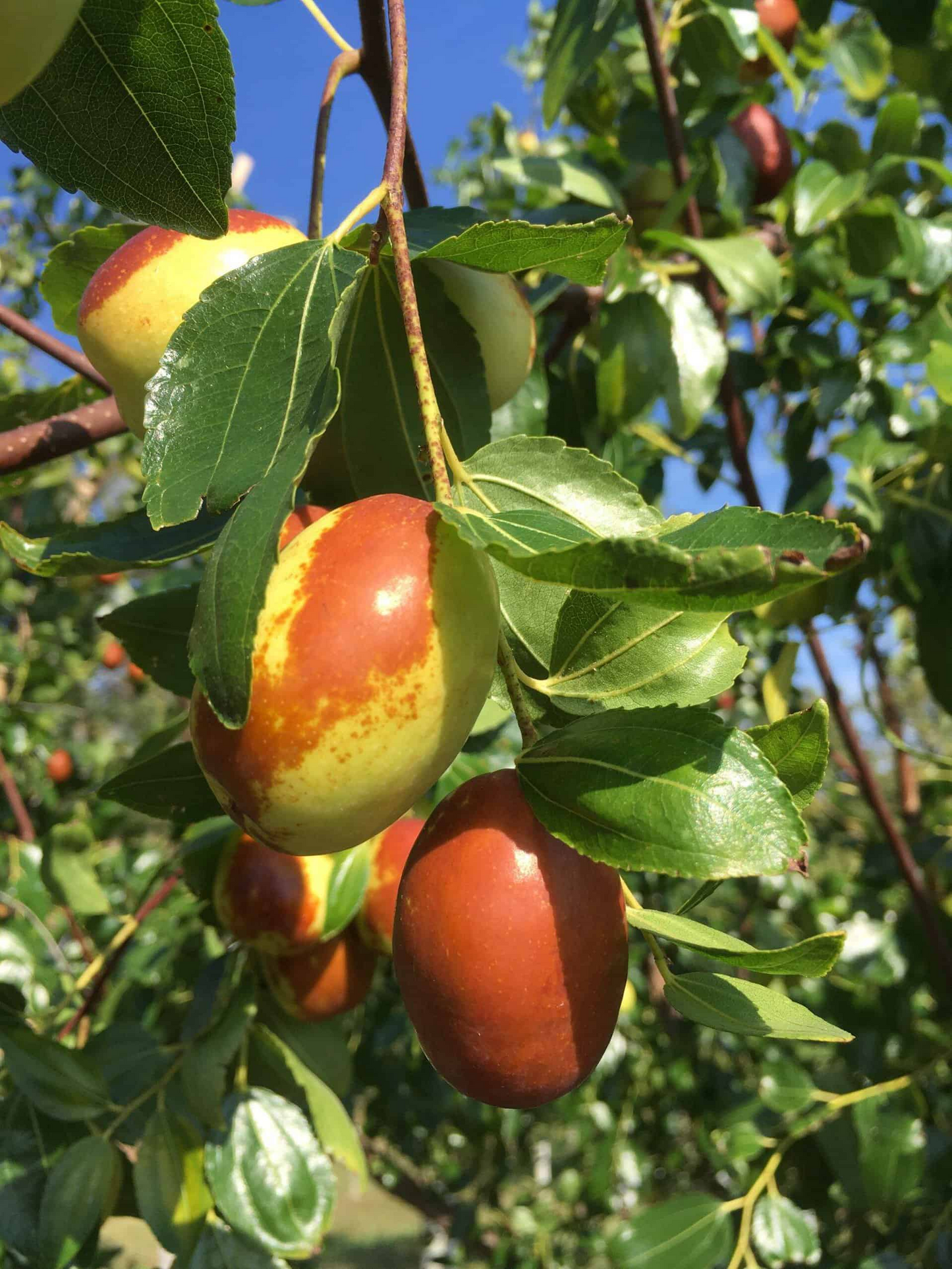 3 Chico Jujube Scion Cuttings 6-8" for Grafting, No Roots, Ziziphus jujuba, Sweet Fruit Tree, Ideal for Grafting or Propagation