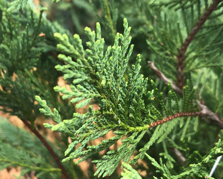 35 Fresh SC Leyland Cypress (x Cupressocyparis leylandii) 6-8" Unrooted Cuttings for Privacy Screen, Fast-Growing Evergreen