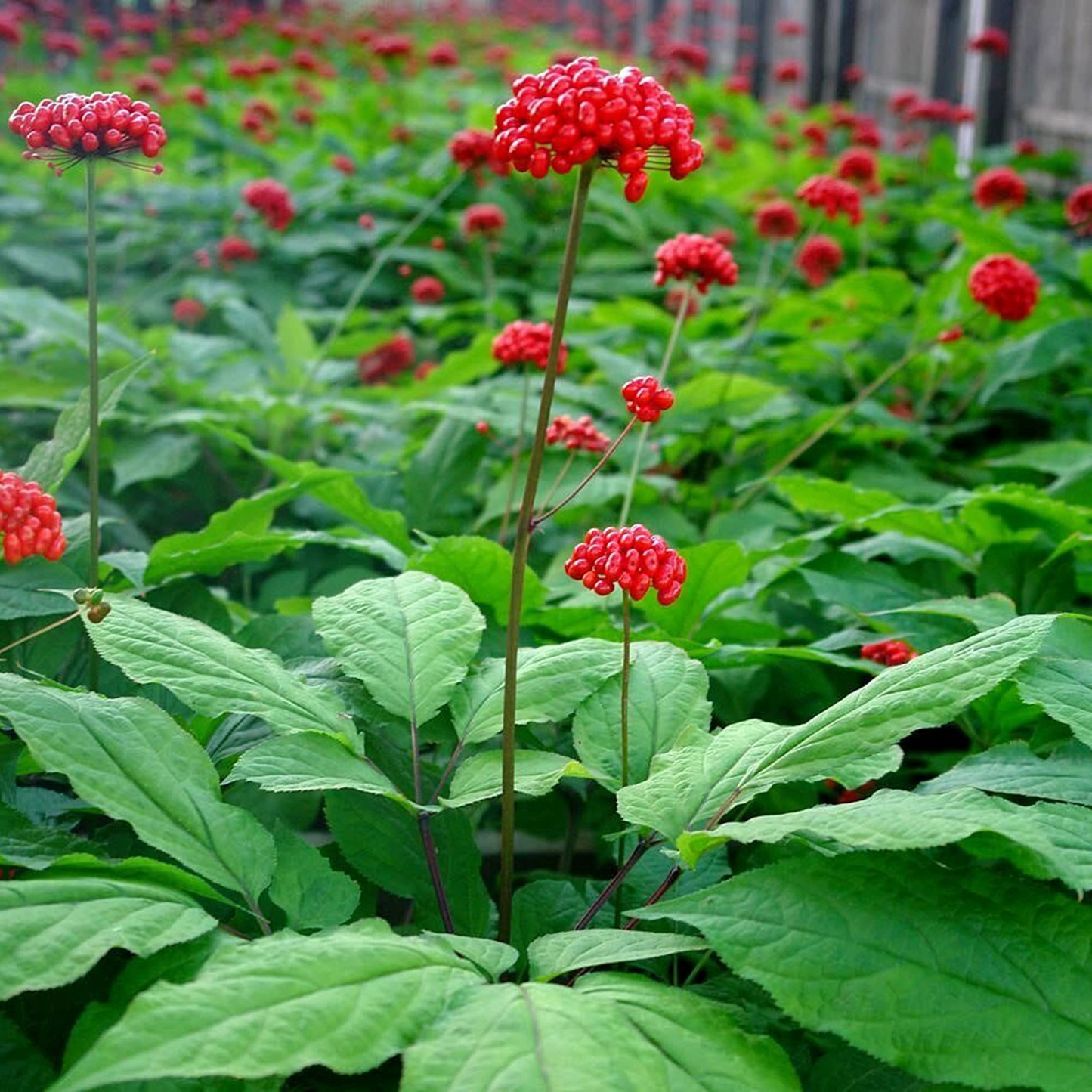 10 Seeds Asian Ginseng (Panax Ginseng) - Medicinal Perennial Herb - Heirloom Adaptogenic Root Plant - Grow Your Own Herbal Remedy