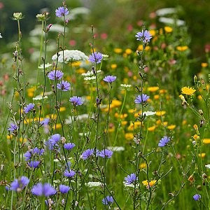 1,000 Chicory Wildflower Seeds | Cichorium intybus | Non-GMO Blue Flower Seeds for Pollinator Gardens & Meadows