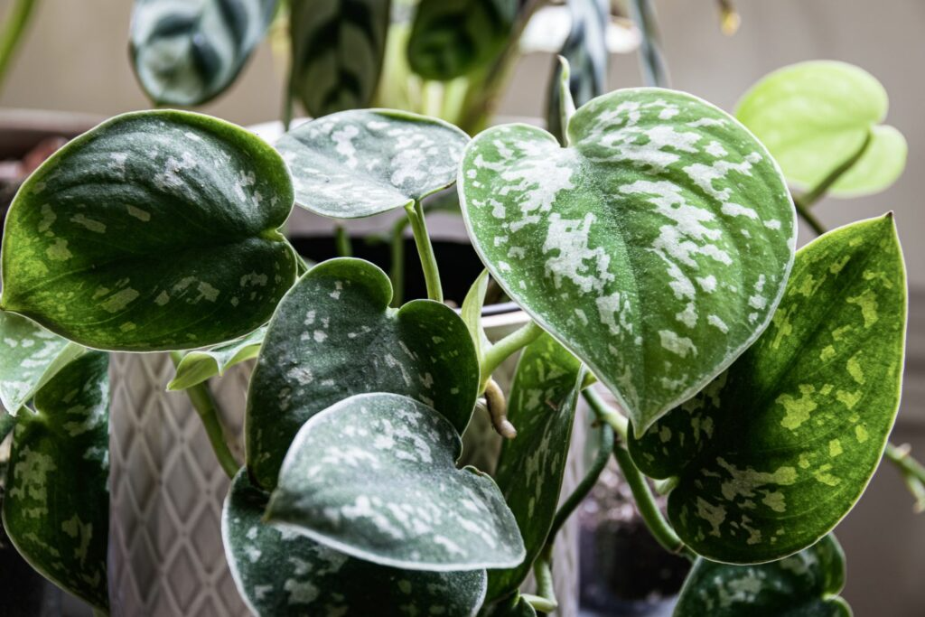 2 Rooted Scindapsus Cuttings, Satin Pothos Starter Plant, Silver Leaf Vine, Easy-Care Houseplant, Trailing or Climbing Indoor Plant