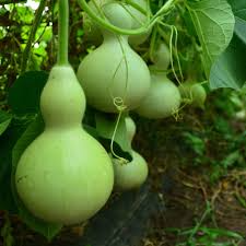 35 Long Bottle Gourd Seeds - Non-GMO Calabash Gourd - High Yield - Fast Growing - Great for Trellis & Container Gardens