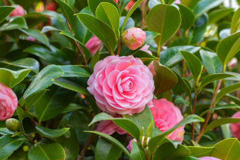 5 Fresh Unrooted Cuttings of Camellia Flowering Shrubs (Camellia japonica) 6-8 Inches – Hardy, Beautiful Blooms for Propagation