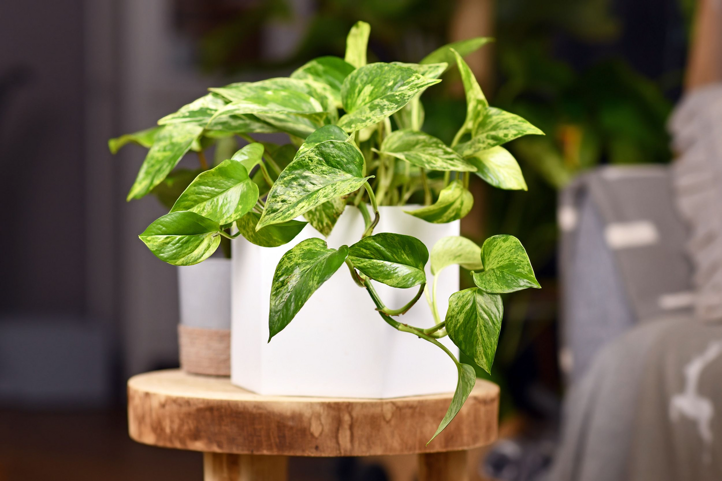 Golden Pothos Rooted Cuttings | 6 Indoor/Outdoor Plants | Bare Root | Live Houseplant for Soil or Water Growing