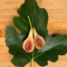 5 Celeste Fig Unrooted Cuttings/Scions 6" or Longer, Freshly Cut, 3+ Nodes, Perfect for Propagation, Grow Your Own Figs, Home Garden