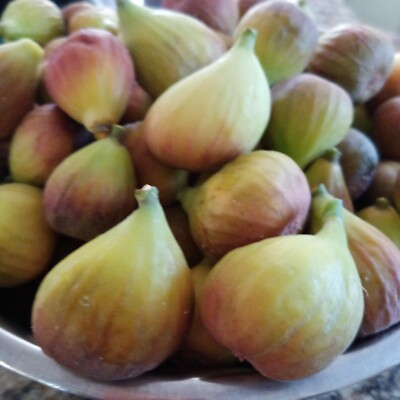 3 White Kadota Fig Cuttings 6" Unrooted – Ficus carica, Sweet Fig Tree, Grafting, Fruit Tree, Rare, Fig Tree Cutting for Propagation