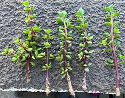 11 Elephant Bush Dwarf Jade Cuttings, Portulacaria Afra, Green/Red Stem, Unrooted 7-12", Succulent Plant for Propagation, Easy Care