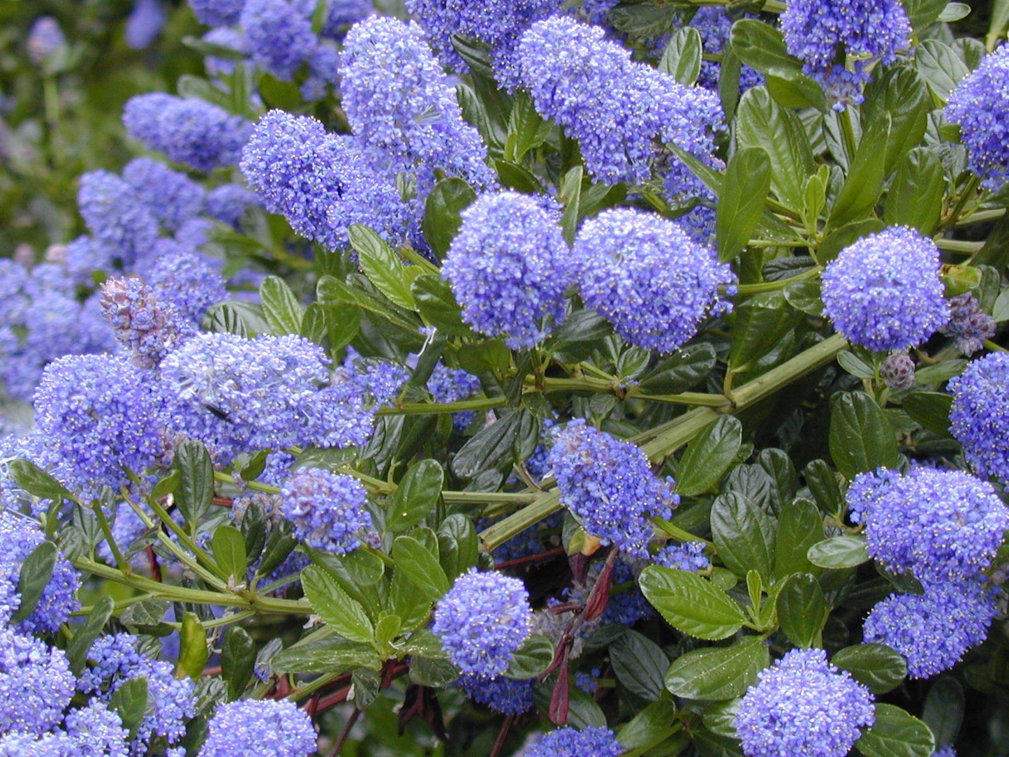 Ceanothus California Lilac Cuttings - 3 Unrooted 6" Stems, Fragrant Blue Blooms, Drought-Tolerant, Nitrogen-Fixing, Zones 8-10, Deer-Resistant