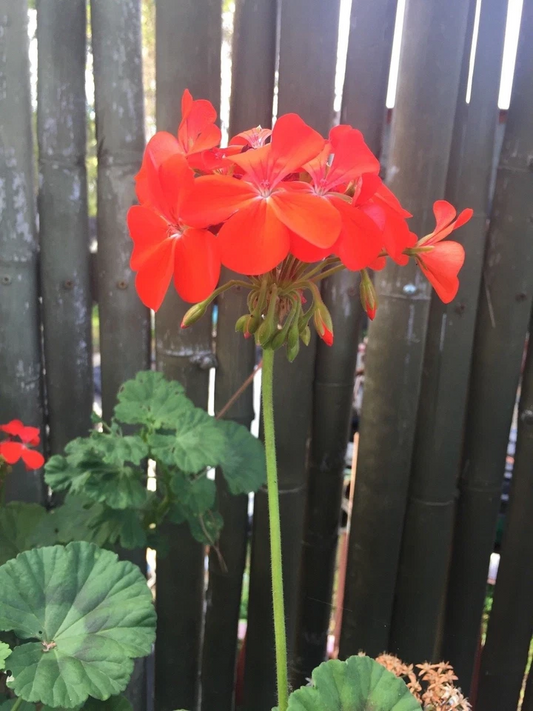 Pelargonium Zonal Geranium 4 Cuttings 6" Orange-Red Blooms Starter Plants