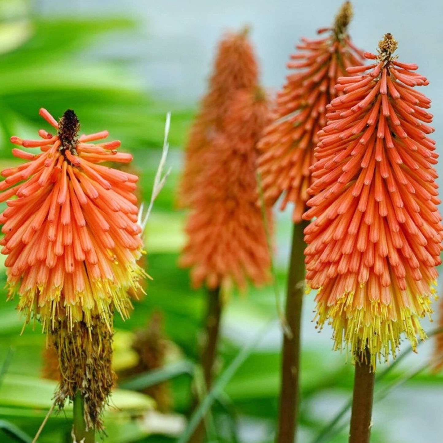 50+ Red Hot Poker Seeds | Kniphofia uvaria | Non-GMO Perennial with Bold Red-Orange Spikes | Hummingbird & Pollinator Magnet