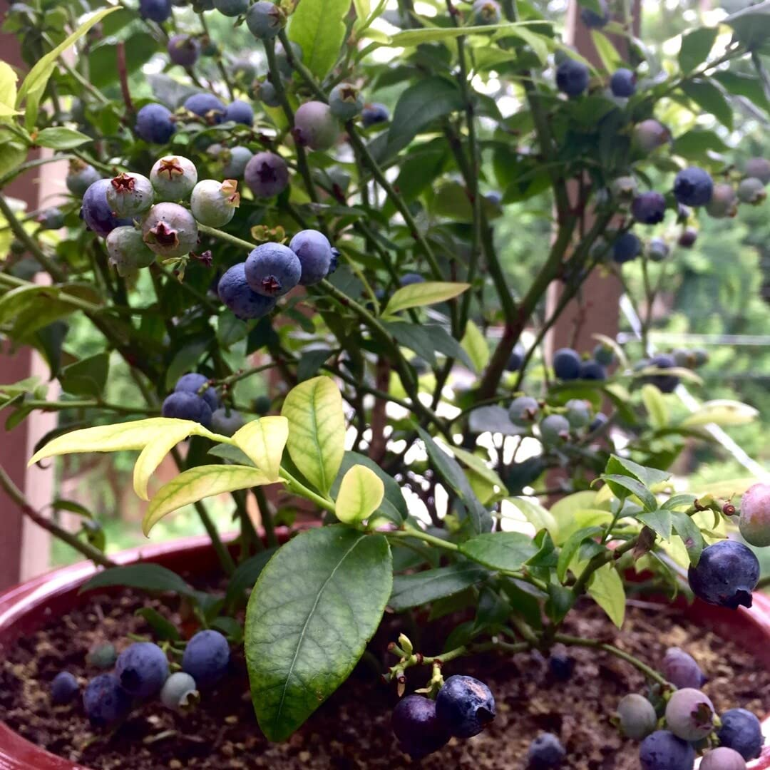 3 Top Hat Dwarf Blueberry Plants - Vaccinium angustifolium | Starter Plants | Compact Edible Fruit Bush for Pots & Gardens