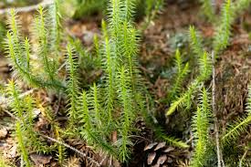 Lycopodium sitchense Club Moss - 12" Wild Alaskan Vine - Shade Groundcover - Spore-Producing Fern Relative - Zone 3-7