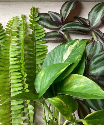 12 Rooted Plant Cuttings (3 Each) - Pothos, Wandering Jew, Arrowhead Vine, Ferns, Easy Care Indoor Plants, Perfect for Propagation