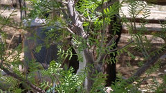 Bursera Microphylla Waterman Form 7" Rare Succulent Plant Arizona Native Bare Root