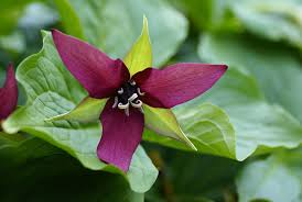 3 Purple Trillium Plants - Bare Root Trillium erectum | Shade-Loving Perennial Wildflower | Woodland Garden Favorite