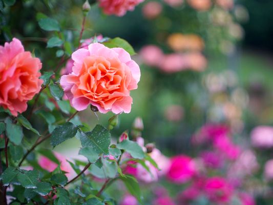 Rose 'Glowing Sunset' Cuttings - 3 Fresh 5-6" Stems with Rooting Powder, USA Grown, Bright Orange Blooms