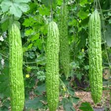 5 Seeds Gourd Bitter Futo Spindle – Hybrid (Momordica charantia) Non-GMO, Healthy Bitter Gourd for Planting, Gardening, & Fresh Harvests
