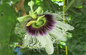 5 Possum Purple Passion Fruit Plants - Passiflora edulis | Live Starter Vines | Edible, Self-Fertile Tropical Fruit for Garden or Trellis