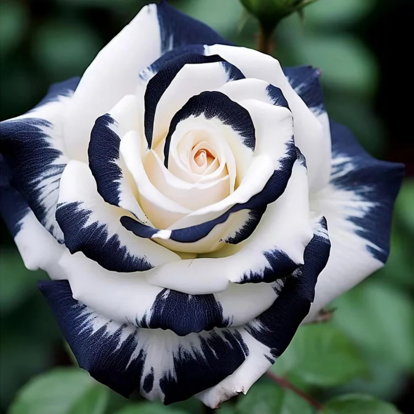 20 Ink Gray & White Striped Rose Seeds - Rare Bicolor Blooms - Unique Heirloom Variety - Fragrant Perennial - Easy to Grow