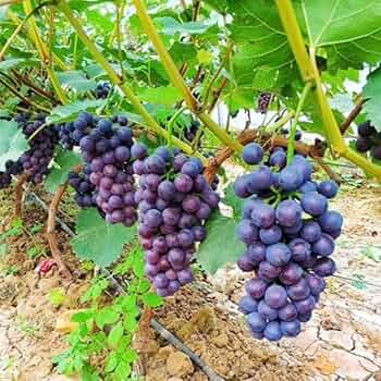 12 Unrooted Concord Grape (With Seeds) Cuttings 6-8" Organic, Vigorous Grower, Perfect for DIY Vineyards, Home Garden, Organic Fruit Growing