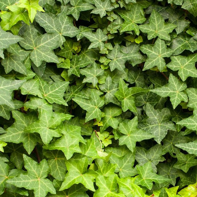 12 English Ivy Cuttings - Live Plant - Hardy & Easy to Grow - Roots Included - Indoor/Outdoor - Low Maintenance - Fast Growing