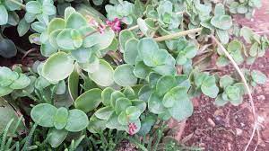 3 Fairy Crassula Succulent 3" Unrooted Cuttings - Crassula Multicava, Calico Kitten, Easy Care Houseplant, Rare Succulent for Gardening