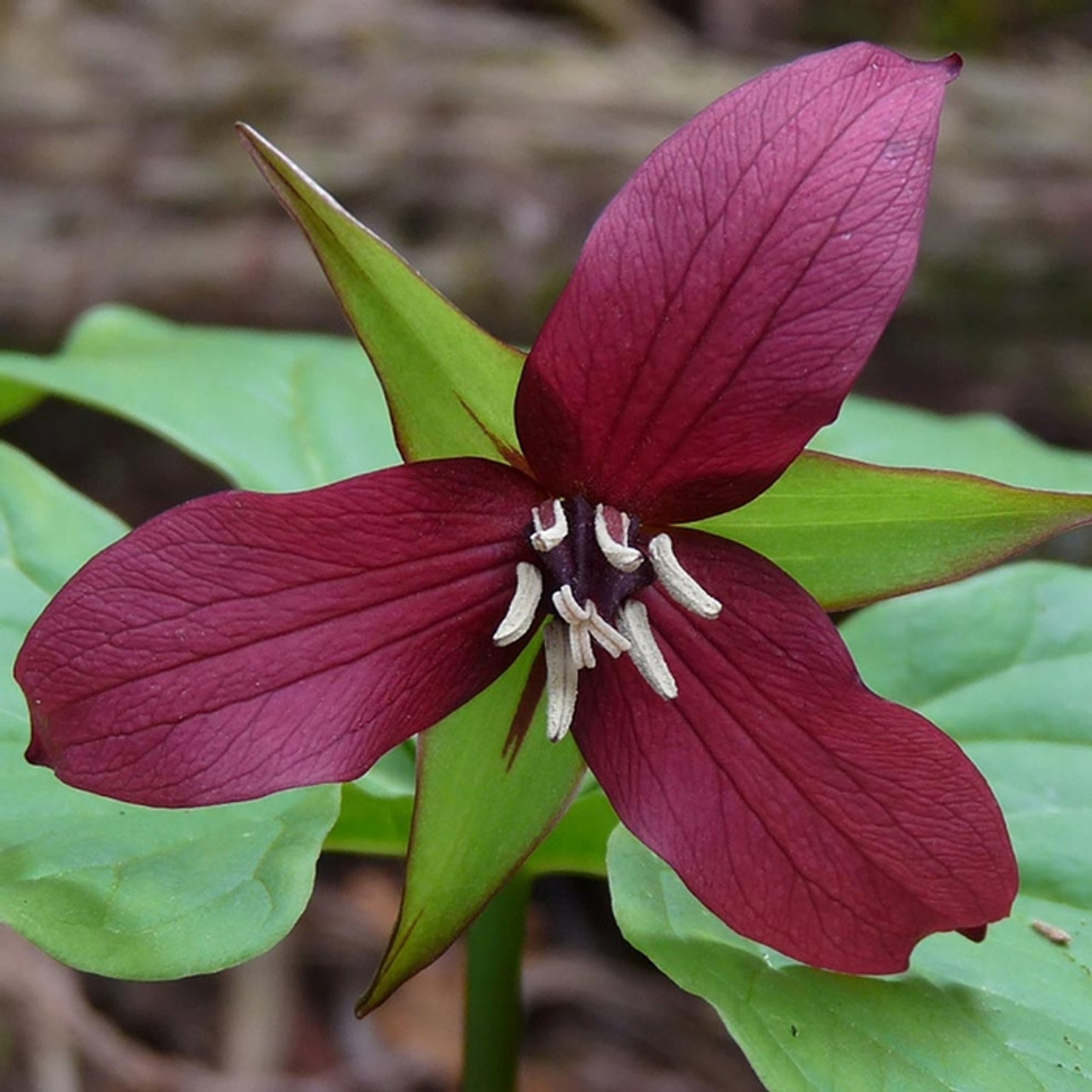 3 Red Trillium Plants - Bare Root Trillium erectum | Shade-Loving Perennial Wildflower | Woodland Garden Native