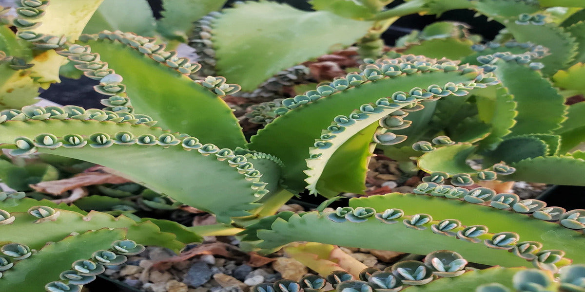 1 Mother of Thousands Plant (Kalanchoe) - Rooted Small Plant, Easy Care Succulent, Unique Indoor Plant, Fast-Growing, for Succulent Garden