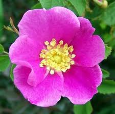 30 Woods Rose Seeds | Rosa woodsii | Grow Wild Rose Bushes from Non-GMO Seeds | Native Pink Shrub for Naturalized Landscapes