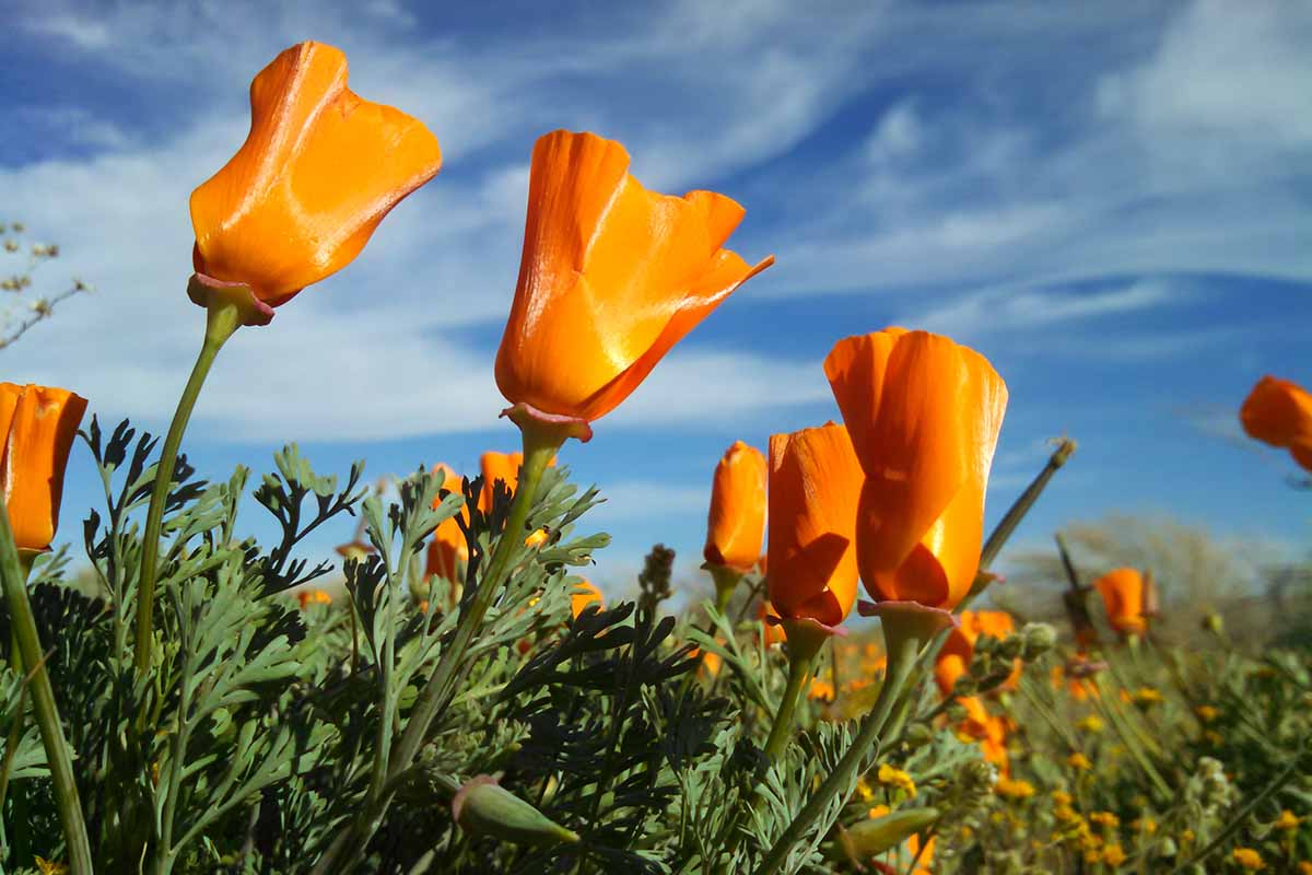 1,000 California Poppy Seeds | Eschscholzia californica | Non-GMO Wildflower for Pollinator Gardens, Borders & Dry Landscapes