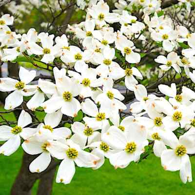 10 Flowering Dogwood Seeds | Cornus florida | Ornamental Tree for Landscaping & Wildlife Gardens | Non-GMO Spring Blooms