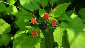 Black Raspberry Cuttings - 12+ Live Cuttings, Hardy Perennial, USDA Zones 3-9