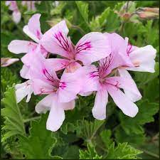3 Pelargonium Citronella Lemon Scented Geranium Unrooted Cuttings, Pink Flowers, 3"-5", Natural Mosquito Repellent, Easy to Root Geranium