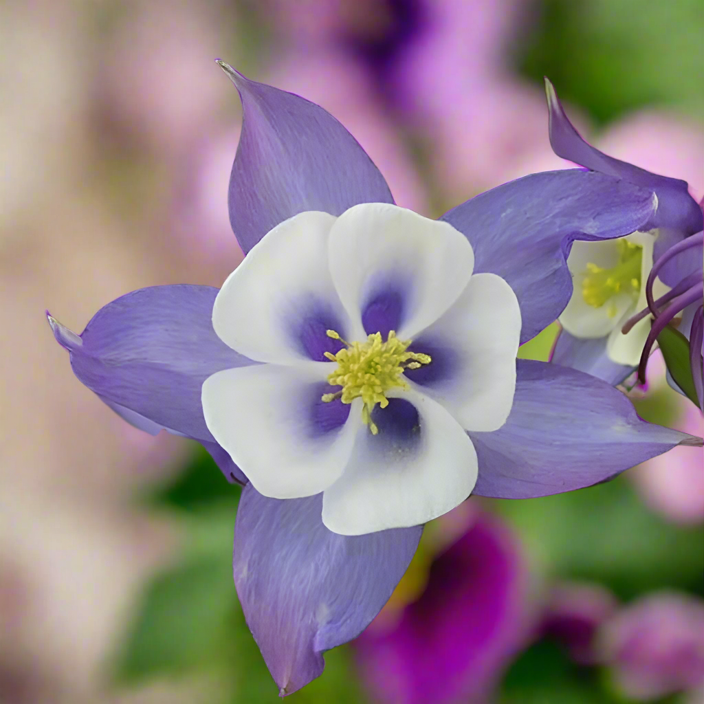 100 Blue Columbine Seeds | Aquilegia coerulea | Colorado State Flower | Non-GMO Perennial for Pollinator & Wildflower Gardens