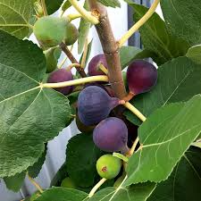 4 Chicago Hardy Fig Unrooted Cuttings/Scions 6" or Longer with 3+ Nodes - Freshly Cut, Ficus Carica, Perfect for Propagation & Planting