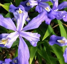 5 Crested Dwarf Iris Plants - Bare Root Iris cristata | Native Perennial Wildflower | Shade-Loving Ground Cover