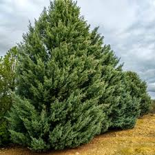 5 Carolina Sapphire Cypress Trees - Cupressus arizonica | 12–24” Live Plants | Fast-Growing Evergreen for Privacy & Landscaping