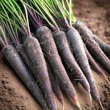500+ Black Nebula Carrot Seeds | Daucus carota | Deep Purple-Black Non-GMO Heirloom Carrots for Planting | Unique Garden Vegetable