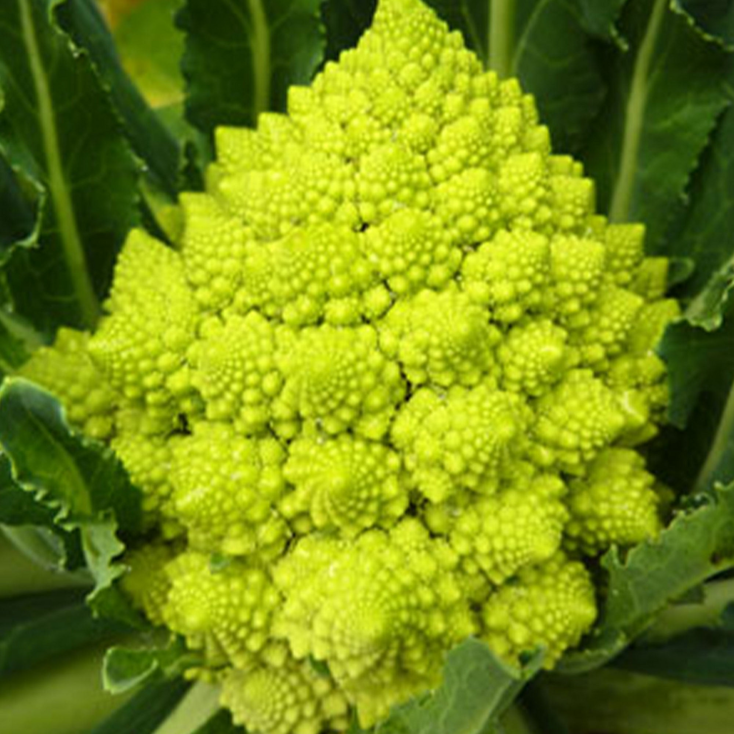 250+ Romanesco Broccoli Seeds | Brassica oleracea | Unique Non-GMO Heirloom Vegetable for Gardens | Stunning Spiral Heads