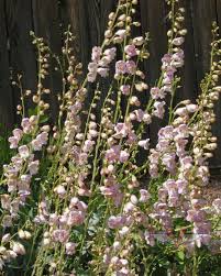 100 mg Seeds Penstemon Palmeri (Palmer's Beardtongue) for Planting | Fragrant Native Wildflower for Dry, Rocky Soils & Pollinator Gardens