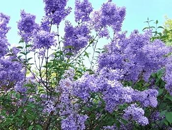 50 Purple Lilac Seeds | Syringa vulgaris | Non-GMO Fragrant Shrub for Landscaping, Hedges & Spring Blooms | Stunning Purple Flowers