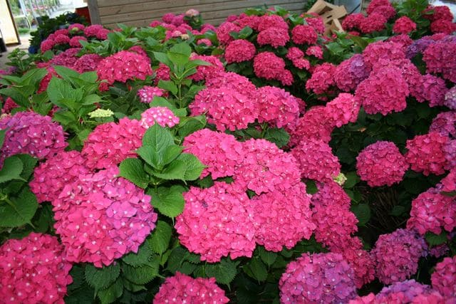 6 Live Fresh Heirloom MAGENTA Hydrangea Cuttings - 6" Unrooted - Easy to Grow, Beautiful Blooms, Hydrangea macrophylla, Garden Plant