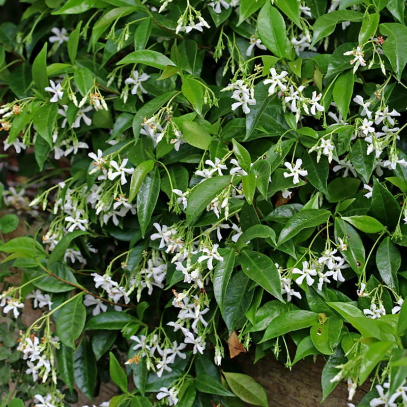 Star Jasmine Plant (Trachelospermum jasminoides) - 1 Rooted Stem, 8-12 Inches Tall