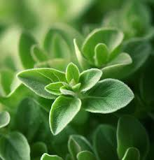 100 Sweet Marjoram Seeds | Origanum majorana | Fragrant Culinary Herb for Gardens & Containers | Non-GMO Perennial Seeds