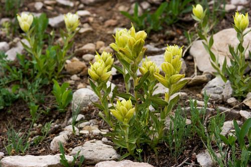 100 mg Seeds Castilleja sulphurea (Sulfur Paintbrush) Indian Paint Brush for Planting | Vibrant Wildflower for Pollinator Gardens