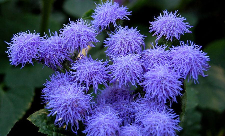 50 Blue Planet Flossflower Seeds | Ageratum houstonianum | Non-GMO Annual for Borders, Beds & Containers | Soft Blue Blooms