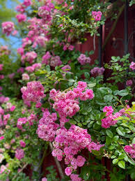 Peggy Martin Rose Cuttings - 5 Pack - 7-8" Thornless Climber - Disease Resistant - Spring/Fall Blooms -  - Fast Grower