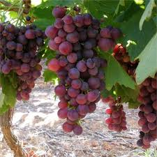 10 Crimson Fresh Vine Unrooted Cuttings - Large Red Seedless Table Grape (Vitis vinifera) | Delicious, Sweet, Fruit Cuttings for Vine Growth