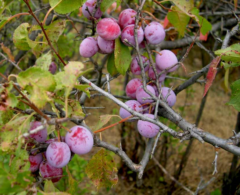 10 Plum Tree Seeds | Prunus americana | American Wild Plum Fruit Tree Seeds for Planting | Hardy Native Tree | Non-GMO Seeds