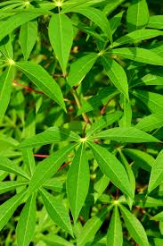 Manihot esculenta Cuttings - 7 Count - Sweet Cassava - Yuca Plant